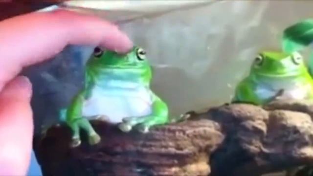 ЛЯГУШКА [мем]