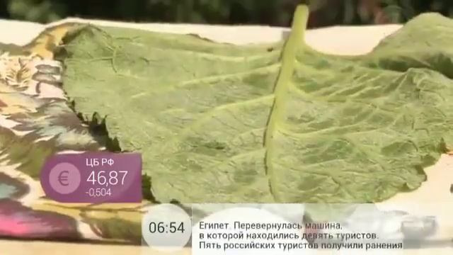 Компресс при артрите, лопух лечебные войства смотреть онлайн