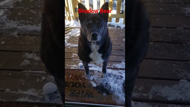 Look who I found at my front door! #dog #bearlife #yourdog смотреть онлайн