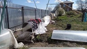 Как спасти виноград от весенних заморозков. Укрытие для лозы.