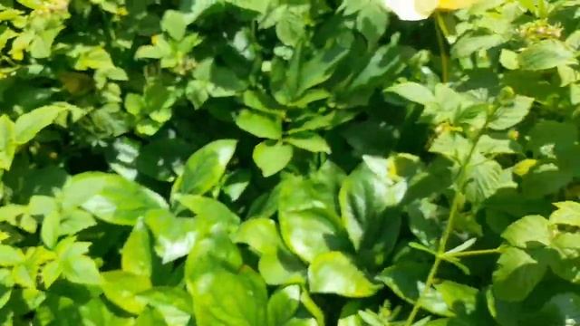 Цветение пионов 2023! Пастелеганс, Джокер, Джулия Роуз, Кора Луиза, Квитцин. Белая вейгела. смотреть онлайн