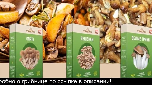 Грибница для домашнего выращивания смотреть онлайн