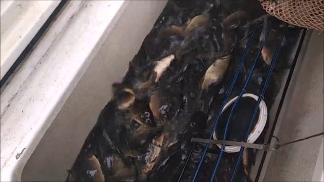 Зарыбление Верхнего пруда карпом. 2000кг. Навеска 1,7 - 2,5 кг смотреть онлайн