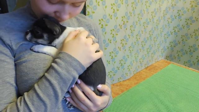 ЩЕНОК ЧИХУА - ОЧЕНЬ ЛЮБИТ ОБНИМАШКИ - В ПРОДАЖЕ ( МАРИ МИСТИК ) смотреть онлайн