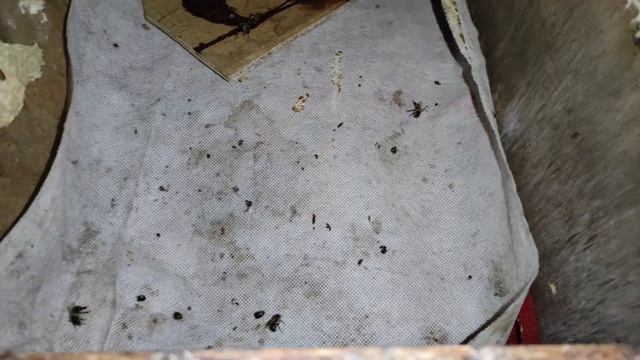 Грызуны атакуют.Лучшее средство борьбы с грызунами на пасеке и в омшанике во время зимовки. #мыши смотреть онлайн