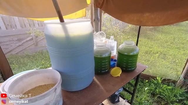 Наш пруд|Выращивание, хранение хлореллы для пруда. Ставлю раколовку в своём пруду на участке на дач смотреть онлайн