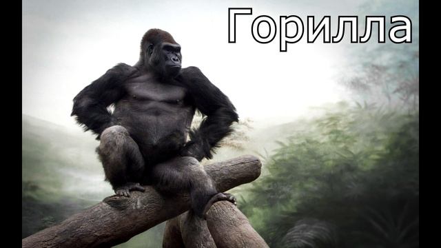 Животный мир Африки для детей ★ КАРТОЧКИ ПО МЕТОДИКЕ ГЛЕННА ДОМАНА смотреть онлайн