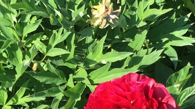Peony:Henry Bockstoce 2021年6月9日 смотреть онлайн
