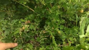 Крыжовник Хиномаки . Флагман , моих крыжовников .