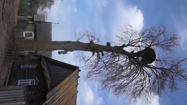 Удаление деревьев. д.Ялча, Минская облость, Червеньский район..... смотреть онлайн