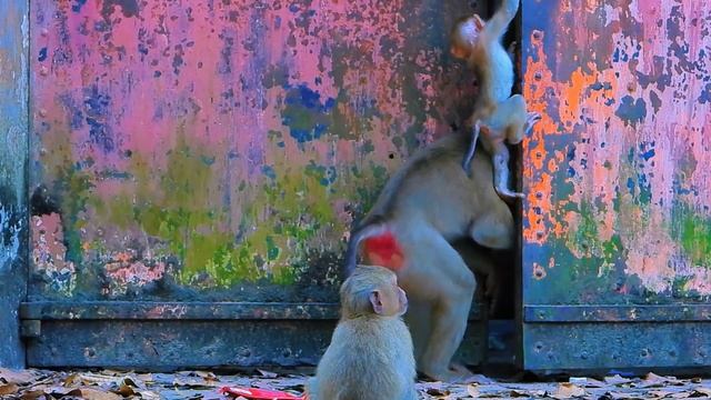 LEO hungry for milk, Lucie and Down monkey near LEO all-time смотреть онлайн