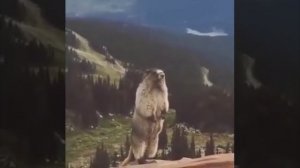 Screaming marmot (Орущий Сурок)