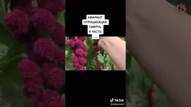Амарант, часть 4 смотреть онлайн