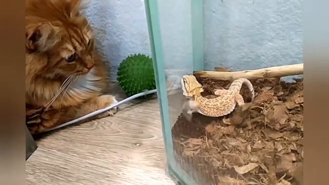 А мы купили агаму! Таракашки, сверчки, реакция кошек, оборудуем террариум. Какой же он мимими! смотреть онлайн