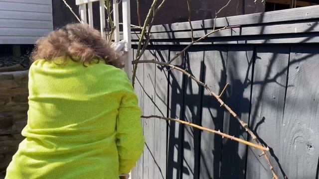 PRUNING THE ICEBERG CLIMBING ROSE!