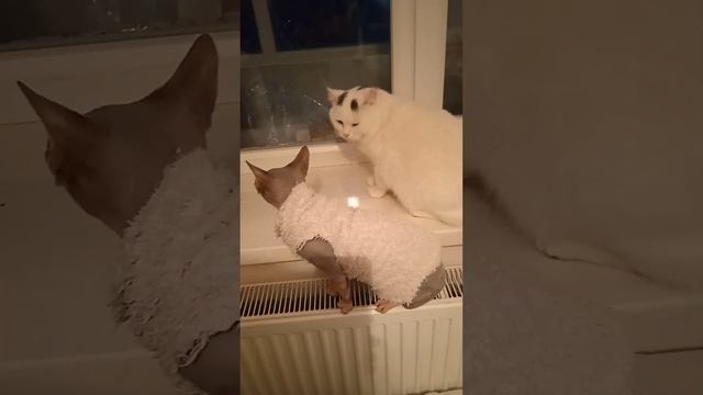 Василёк белый знакомится с донским сфинском Клеопатрой