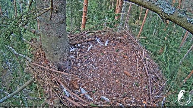 divi aļņi iznāca pavakariņot. 18.08.2017 смотреть онлайн