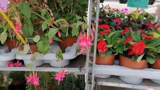 Короткая экскурсия по рынку(Palma de Mallorca) смотреть онлайн