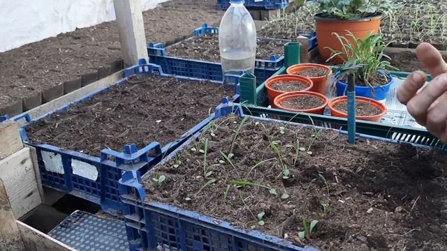 ГАЗАНИЮ ВЫРАЩИВАЮ и РАЗМНОЖАЮ ТОЛЬКО ТАК???цветы цветущие все лето гацания смотреть онлайн