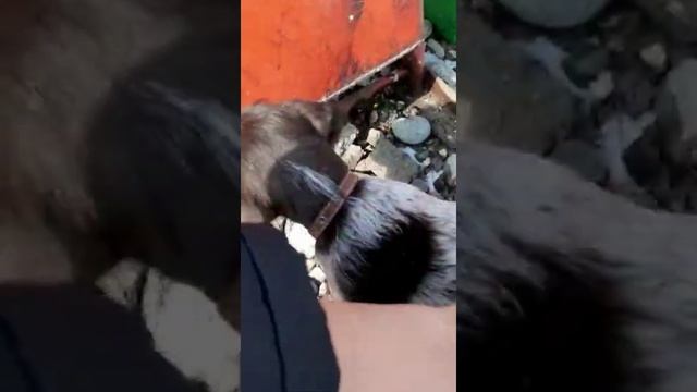 Обучение щенка дратхаара к охоте. Команда «Подай». смотреть онлайн