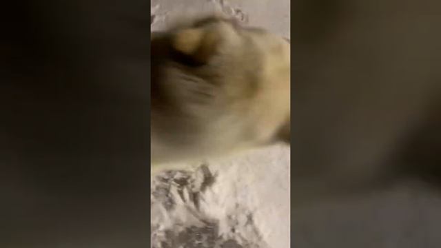 Хаски встречает хозяина дома смотреть онлайн