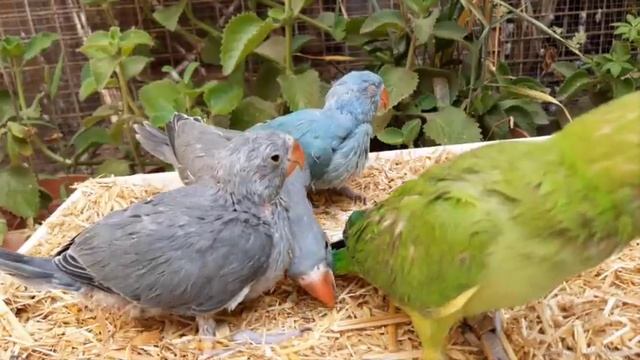 nature sounds : 1 hour parrot sound | ringneck смотреть онлайн