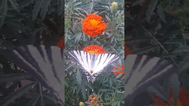 Махаон. ( Papilio machaon ) . Бабочка из Красной книги. смотреть онлайн