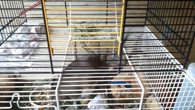 Почему дегу грызет клетку? || Что делать, если дегу грызет клетку? смотреть онлайн