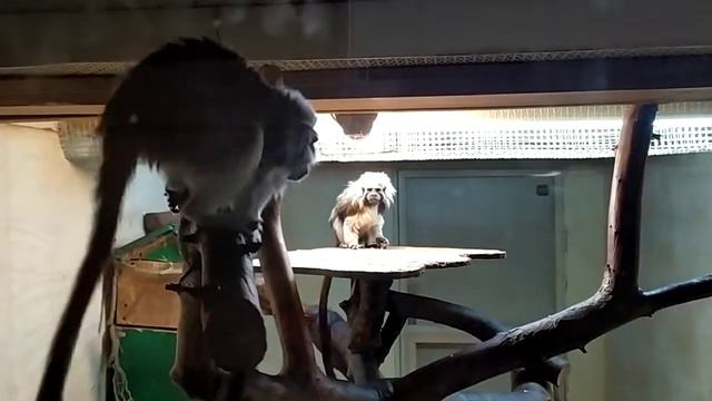 Зоопарк 12 місяців(5) смотреть онлайн