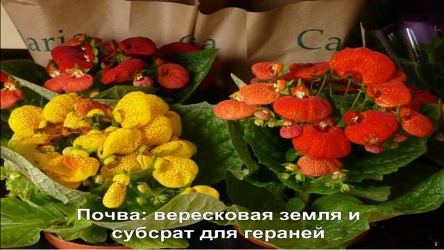 Кальцеолярия гибридная смотреть онлайн