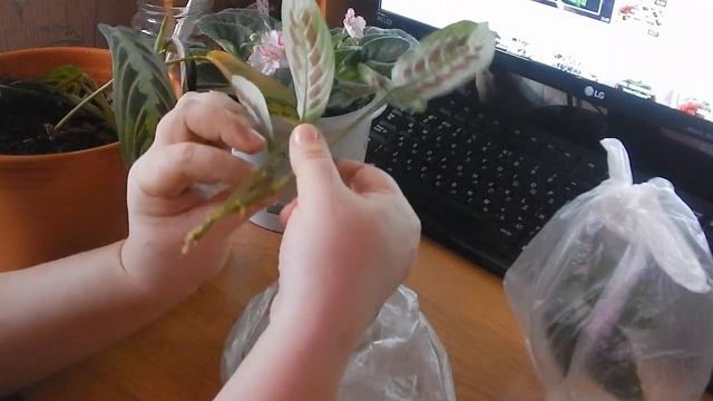 Маранта. ?Обновление растения весной.?? смотреть онлайн