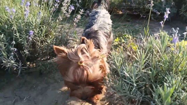 Dogvlog. Лавандовое поле. 160 км с собакой в машине. Отдых на природе с йоркширским терьером смотреть онлайн