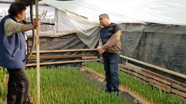 Выгонка тюльпанов. Теплицы наших клиентов #13 смотреть онлайн