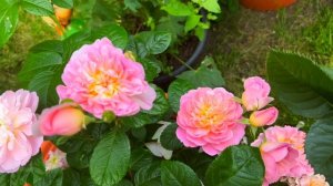 Розы в саду 2022. Новая роза Дэвида Остина - ЭЛИЗАБЕТ. Лучшая роза David Austin ELIZABETH.