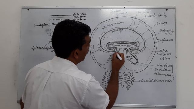 Extraembryonic membranes for +2 & NEET aspirants смотреть онлайн