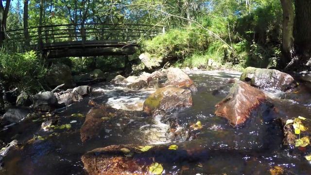 Река с торфяной водой. 1 Час Звуков Природы для Релаксации.
