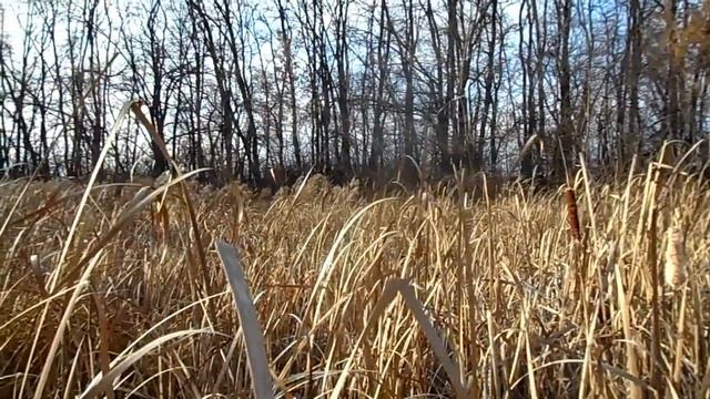 Как привлечь в дом достаток и благополучие . Ритуалы на растущую луну... смотреть онлайн