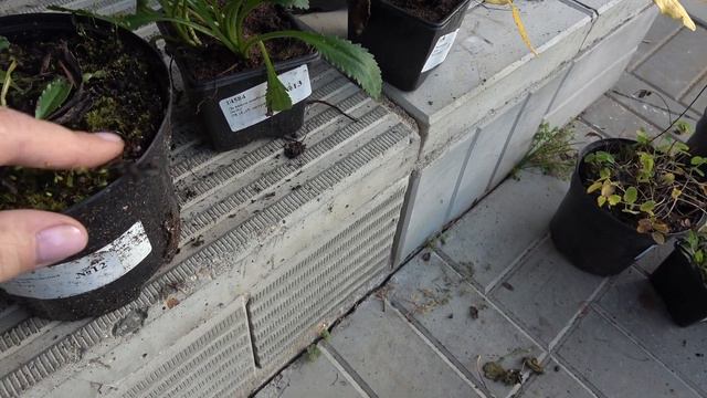 Обзор посылки с многолетниками из ин-т магазина Garden plants. 06.10.2021 смотреть онлайн