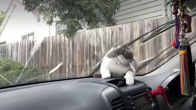 Коты пугливые смотреть онлайн