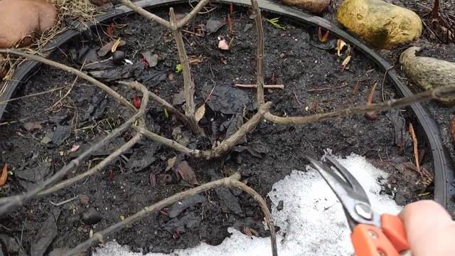 Весенняя обрезка метельчатой гортензии ?Исправляю ошибки неправильной прошлогодней обрезки