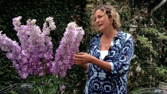 Flower facts - Delphinium смотреть онлайн