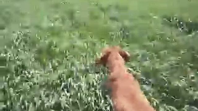 Marka i kule Srndaca,Madjarska vizla CH.Bil od komtema od Komnenovica Temerin смотреть онлайн