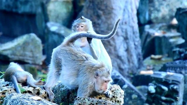 WOW !! Sweet grooming , Two old female monkeys come to join change grooming , ASMR Grooming смотреть онлайн