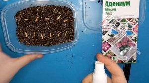 Как вырастить АДЕНИУМ ИЗ СЕМЯН, пошаговая инструкция, от посева до 17 дня развития. АДЕНИУМ ДОМА