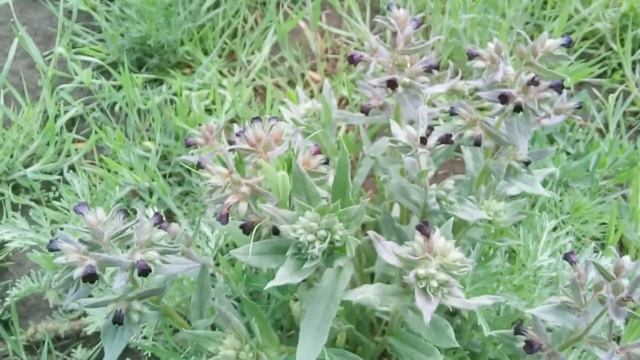 Нонея темно-бурая (2) смотреть онлайн