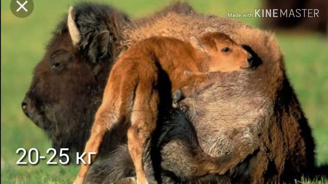 Зубр | "Факты за 2 минуты" смотреть онлайн