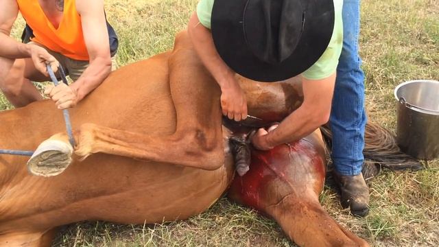 The Henderson Tool - The Equine Castration Revolution for Some Horse Vets смотреть онлайн