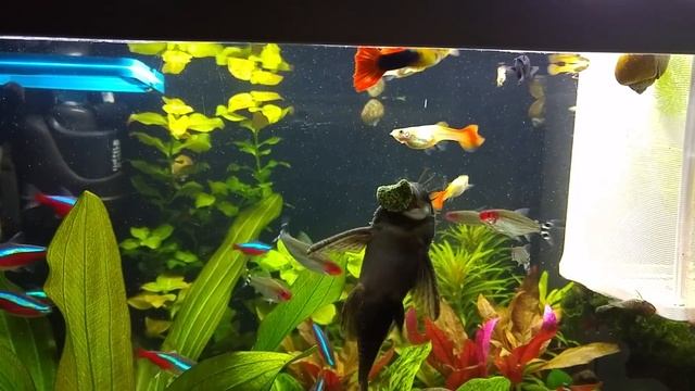 Родостомус,красный неон,анциструс. смотреть онлайн