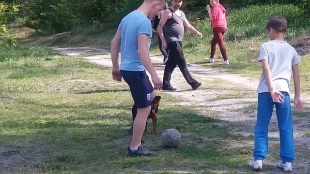 Футбол с собакой! смотреть онлайн