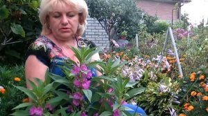 БАЛЬЗАМИН В САДУ - ВЫРАЩИВАНИЕ, ПОСАДКА, УХОД, РАЗМНОЖЕНИЕ